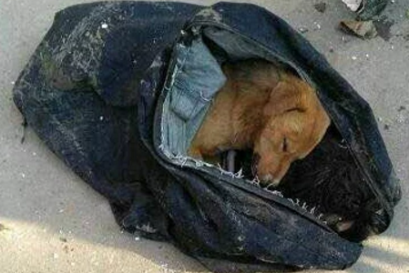 偷狗人被狗主人撞死,被发现时曾用毒针威胁主人别追