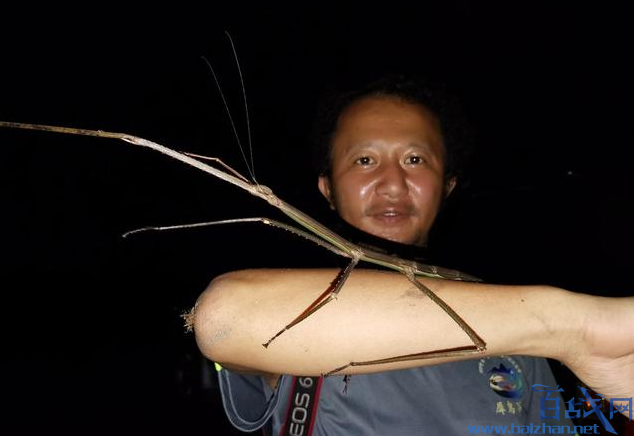 55厘米长巨竹节虫