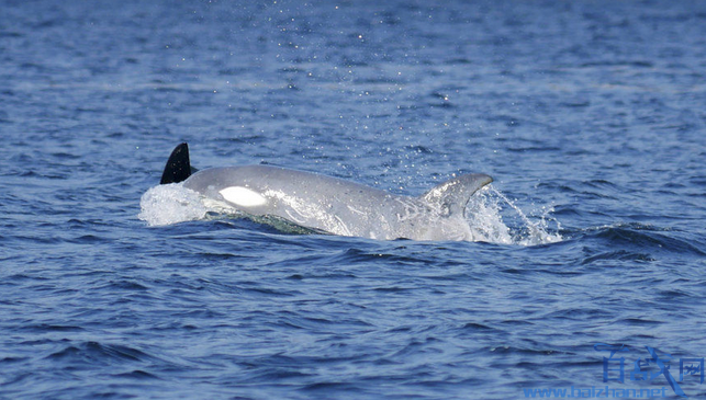 加拿大目击到白化虎鲸