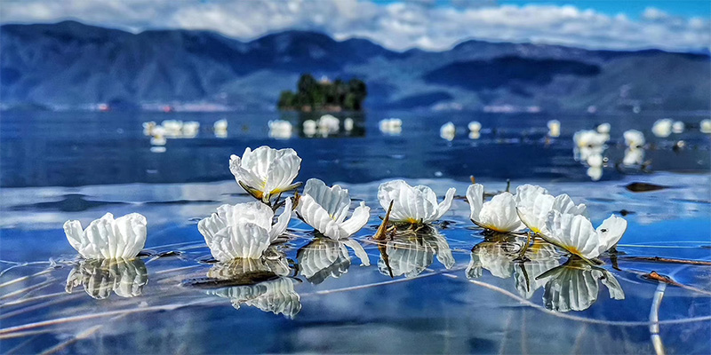 泸沽湖海藻花图片图片