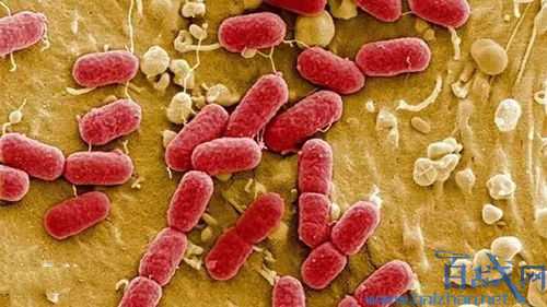 大肠杆菌为什么超标?食物大肠杆菌超标对身体有什么危害?