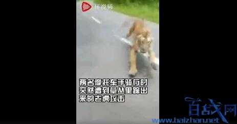 印度2摩托骑手被老虎追击 临危不惧拍被猛虎捕猎视频