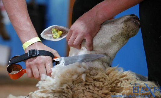 法国剪羊毛锦标赛