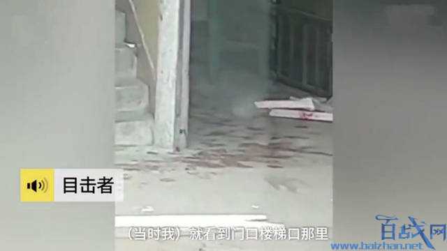 工厂员工被厂内三条大型犬咬死 涉事3条犬只被隔离控制