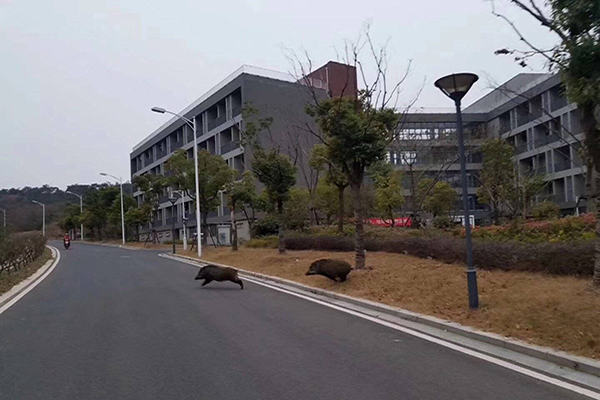 野猪误入南京地铁 南京大学生：这是我们南大的校猪