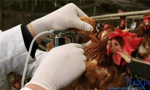 北京确诊H5N6病例