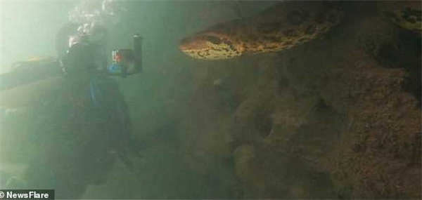 潜水员遇7米巨蟒