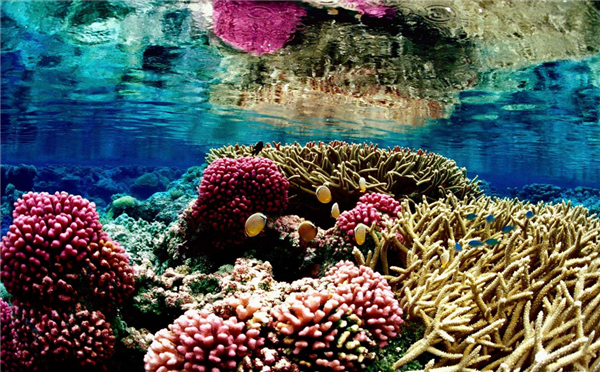 2070珊瑚礁或消失