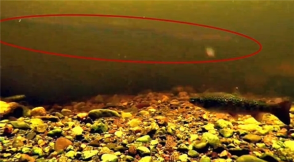 尼斯湖拍到巨型鳗鱼