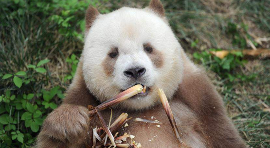 棕色大熊猫被认养