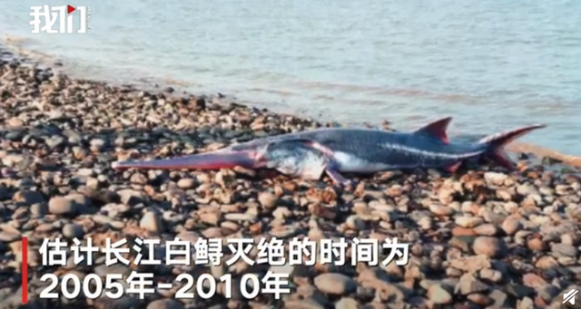 专家称长江白鲟已灭绝 下一个灭绝的物种会是什么?