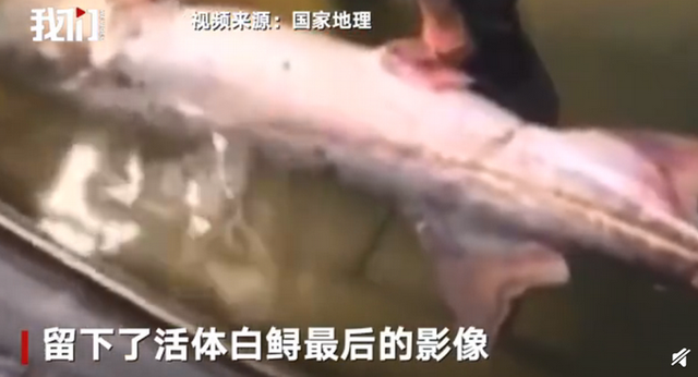 专家称长江白鲟已灭绝 下一个灭绝的物种会是什么?