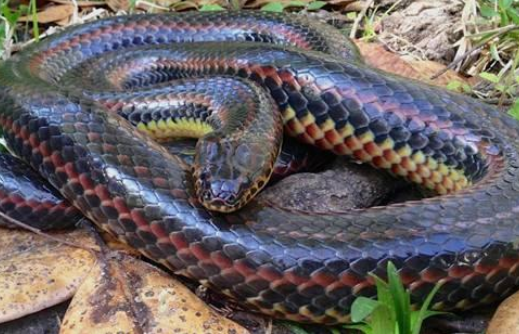 美国发现彩虹蛇