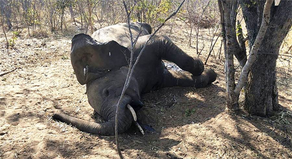 津巴布韦大象神秘死亡