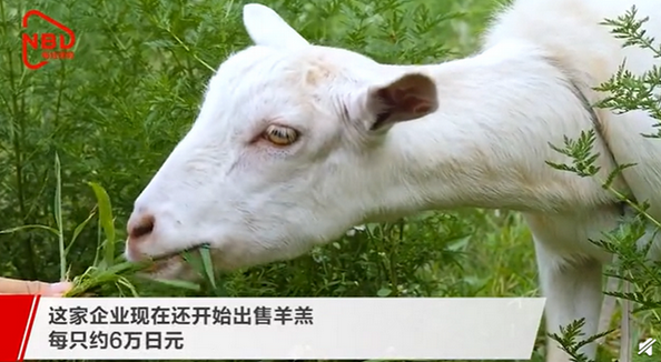 日本推租羊吃草业务