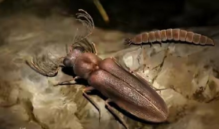 科学家发现1亿年前萤火虫祖先