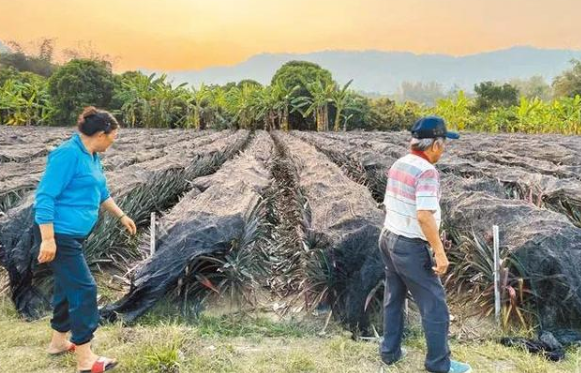 5万吨菠萝卖不出去