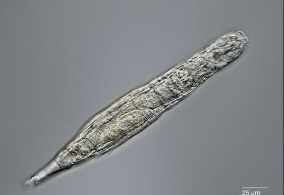 俄罗斯科学家复活2.4万年前微生物，解冻后可繁殖