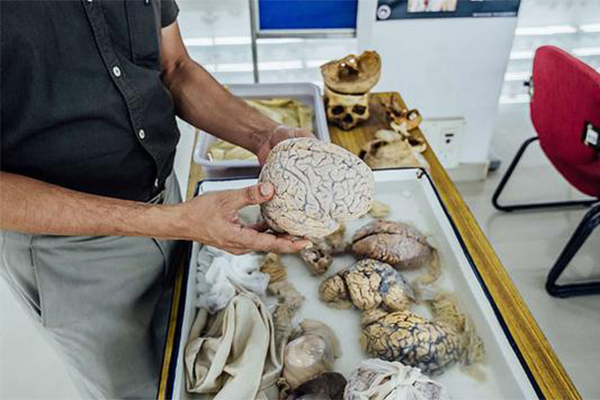 印博物馆展人脑标本,"亲密互动"行为受鼓励