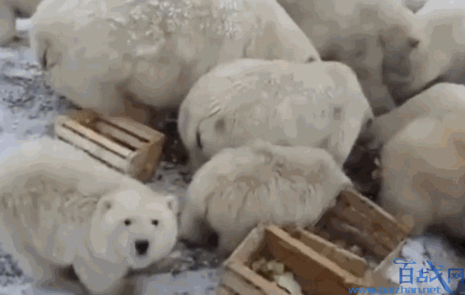 北极熊入侵居民区