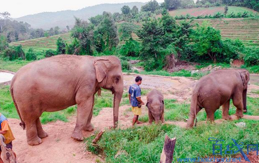 泰国解禁大象出口