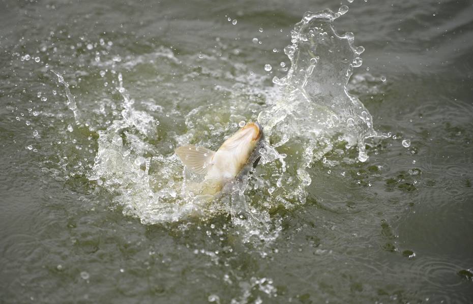 国内冲浪学校四万斤鱼引百人钓鱼,吉林长春开始有了春天的尝到