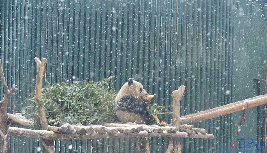 大熊猫乐享雪景