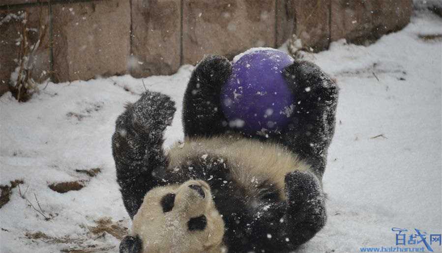 大熊猫乐享雪景