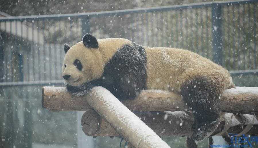 大熊猫乐享雪景