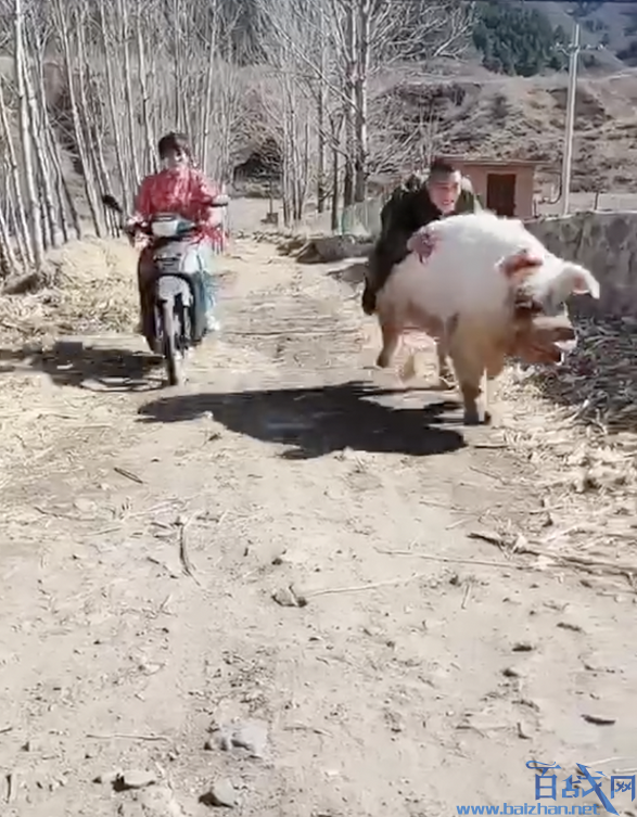 小伙骑摩托和猪赛跑