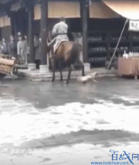 剧组回应让马踢狗