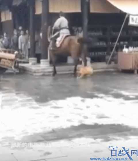 剧组回应让马踢狗