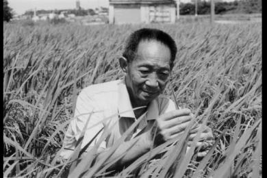 “杂交水稻之父”袁隆平逝世，世界上第一个成功地利用水稻杂交优势的科学家